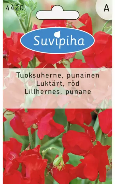 TUOKSUHERNE PUNAINEN 1 - Kukkasiemenet - 8711117442004 - 1