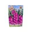 Miekkalilja mukula 8 kpl Gladiolus Pink - Kukkasipulit ja istukkaat - 8710186700114 - 1