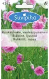 RUISKAUNOKKI 1 PUNAINEN - Kukkasiemenet - 8711117416104 - 1