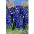 Hyacinthus blue 1kpl - Kukkasipulit ja istukkaat - 839174 - 1