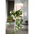 Pelargonia kimppu riippuva 80cm - Tekokasvit ja muovikukat - 6410413122154 - 3