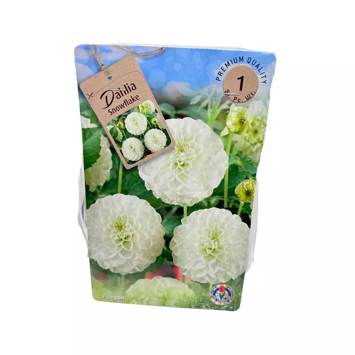 Daalia mukula 1 kpl Dahlia Snowflake - Kukkasipulit ja istukkaat - 839754 - 1