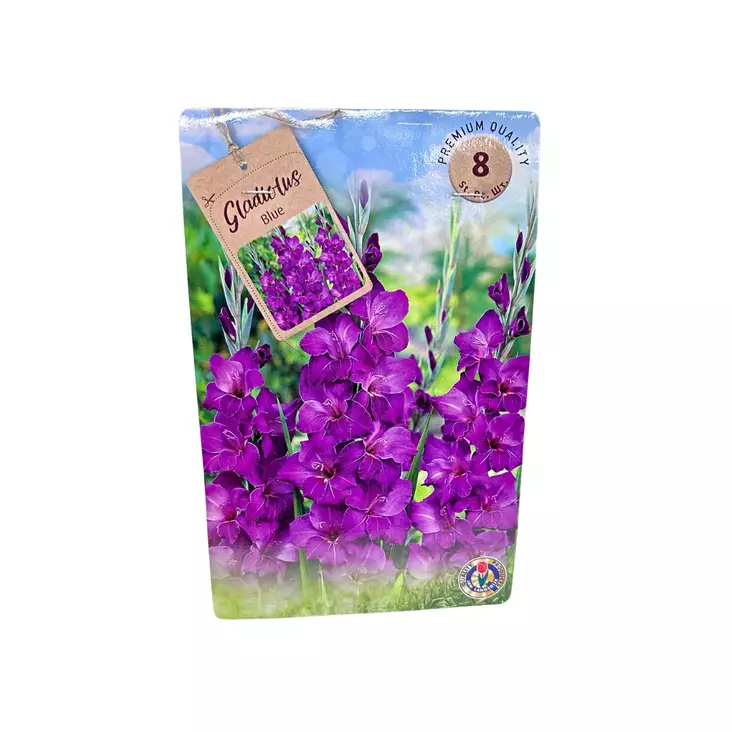 Miekkalilja mukula 8 kpl Gladiolus Blue - Kukkasipulit ja istukkaat - 8710186700084 - 1