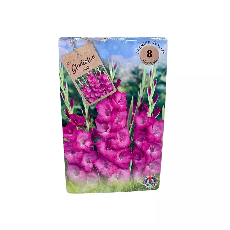 Miekkalilja mukula 8 kpl Gladiolus Pink - Kukkasipulit ja istukkaat - 8710186700114 - 1