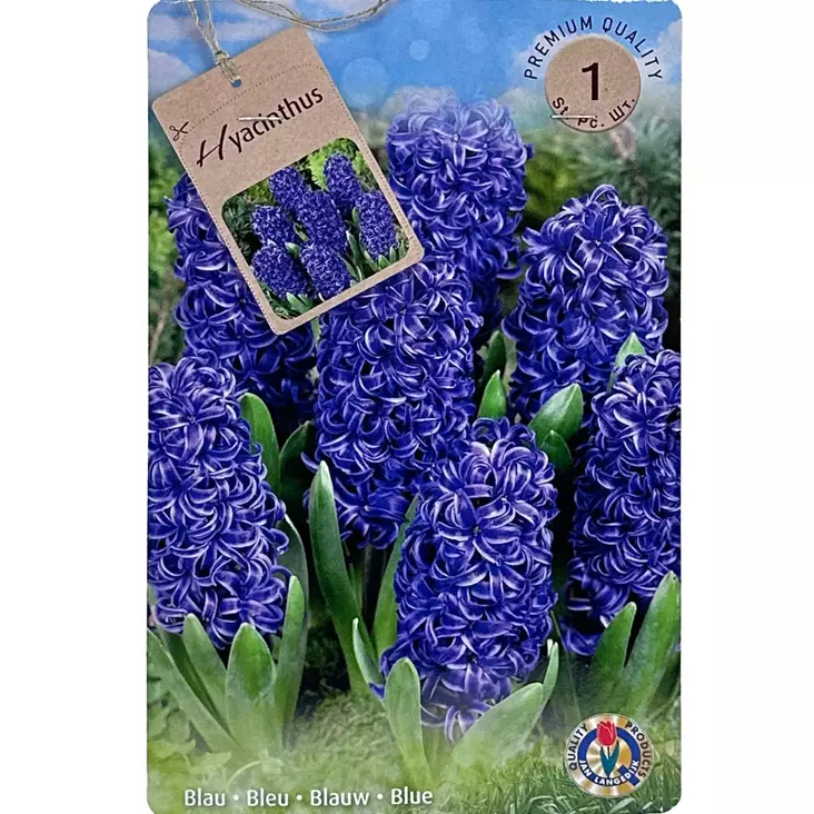Hyacinthus blue 1kpl - Kukkasipulit ja istukkaat - 839174 - 1