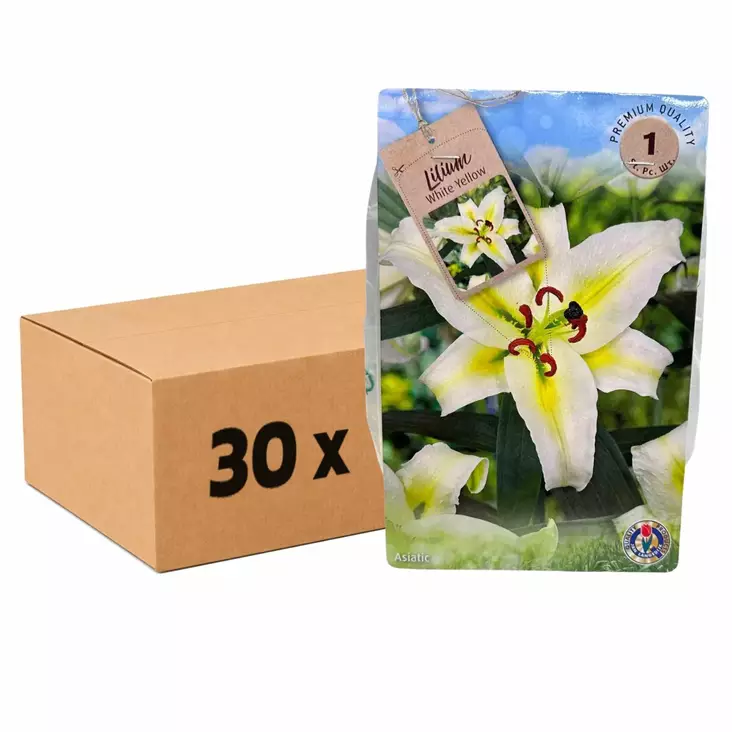 Lilja kukkasipuli 1 kpl x 30pss Lilium White Yellow - Kukkasipulit ja istukkaat - 840064 - 1