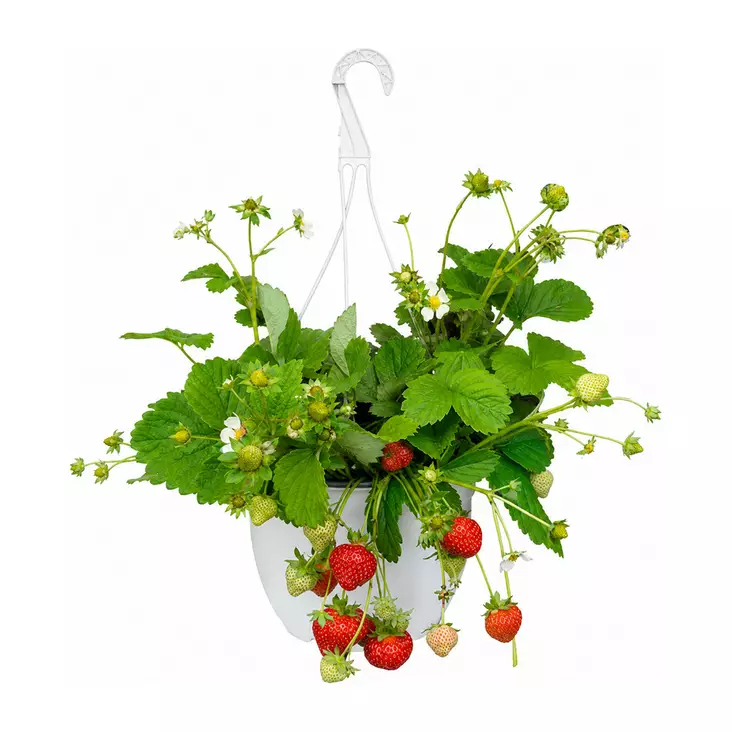MANSIKKA-AMPPELI KOTIMAINEN - Kukat ja kasvit - 604 - 1