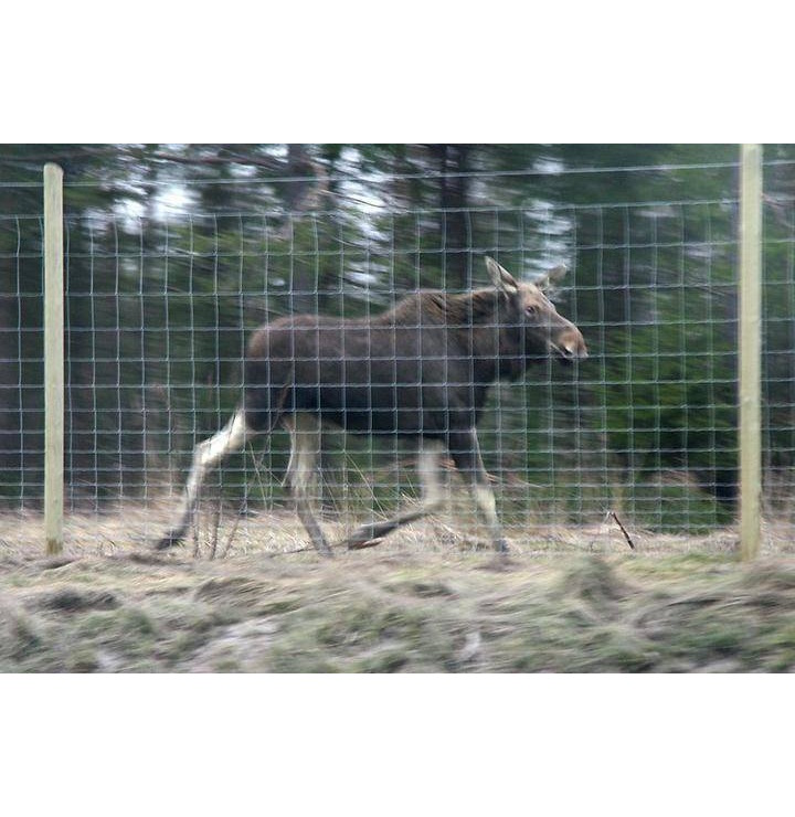 riista aitaverkko hitsattu aitaverkko - Aitaverkot - 6438168111544 - 1