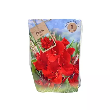 Kanna juurakko 1 kpl Canna Red - Kukkasipulit ja istukkaat - 8710186701845 - 1