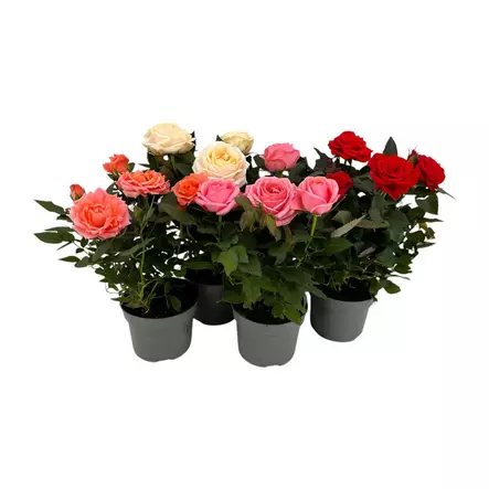 RUUSU 12CM ruukussa - Kukat ja kasvit - 485 - 1