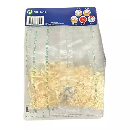 Kukkasipuli Rehmanni pinkki pakkauksen kuva takaa josta näkee sisällön - Kukkasipulit ja istukkaat - 8710186688535 - 2