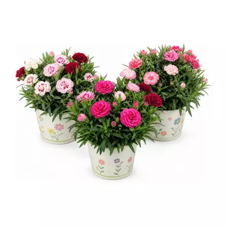 NEILIKKA 15cm TRIO - Kukat ja kasvit - 765 - 1