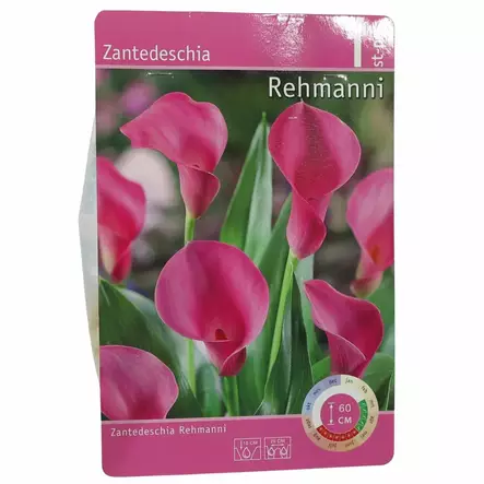 Kukkasipuli tarjous - Kukkasipulit ja istukkaat - 8710186688535 - 1