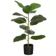 Huonekumipuu ruukussa 70 cm - Tekokasvit ja muovikukat - 6410416435725 - 1