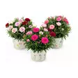 NEILIKKA 15cm TRIO - Kukat ja kasvit - 765 - 1