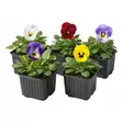 Orvokki 8 cm ruukussa - Kukat ja kasvit - 105 - 1