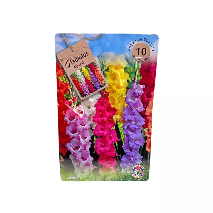 Miekkalilja mukula 10 kpl Gladiolus Mixed - Kukkasipulit ja istukkaat - 839785 - 1