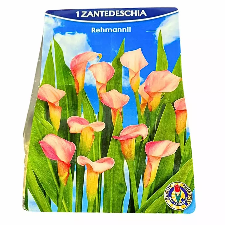 Kukkasipuli Rehmanni pinkki paketissa 1kpl kaunis kukka - Kukkasipulit ja istukkaat - 8710186688535 - 1