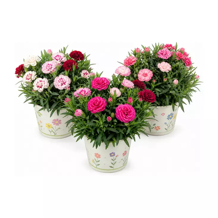 NEILIKKA 15cm TRIO - Kukat ja kasvit - 765 - 1