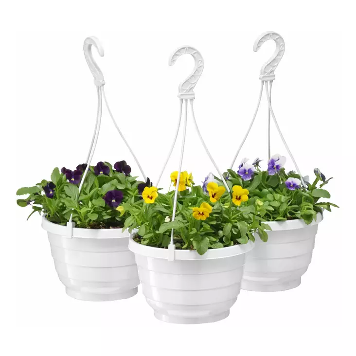 Orvokkiamppeli 19 cm - Istutus ja kasvatus - 615 - 1