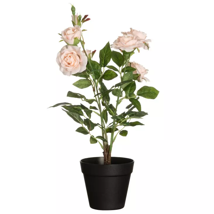 Ruusu isokukkainen ruukussa samppanja 49 - Tekokasvit ja muovikukat - 6410416435855 - 1