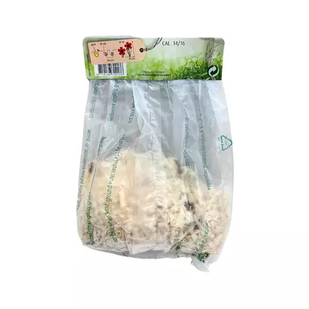 Lilja kukkasipuli 1 kpl Lilium Red - Kukkasipulit ja istukkaat - 8710186700176 - 2