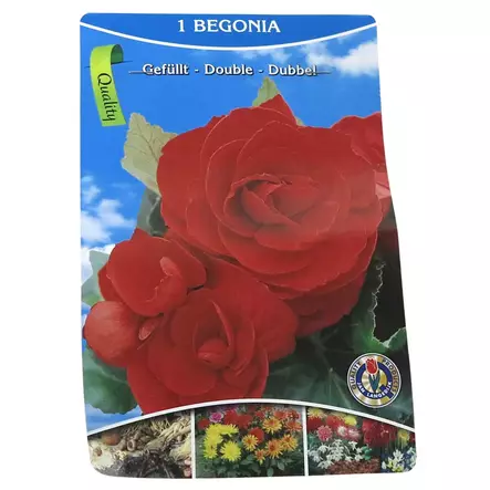 Kukkasipuli tarjous - Kukkasipulit ja istukkaat - 8710186671056 - 1