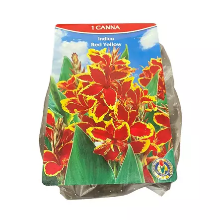 Kanna juurakko 1 kpl Canna Lucifer Indica - Kukkasipulit ja istukkaat - 8710186693966 - 1