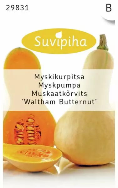MYSKIKURPITSA WALTHAM BUTTERNUT - Vihannes, juures & yrttien siemenet - 6415159298316 - 1