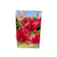Lilja kukkasipuli 1 kpl Lilium Red - Kukkasipulit ja istukkaat - 8710186700176 - 1