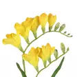 FREESIA Oksa keltainen - Tekokasvit ja muovikukat - 6410416318806 - 2