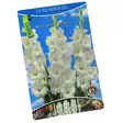 Gladiolus 12 kpl White - Kukkasipulit ja istukkaat - 8710186671186 - 1