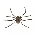 Karvainen hämähäkki 75 cm - Halloween koristeet ja -tarvikkeet - 6412165103276 - 1