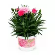 Neilikka I love you - Kukat ja kasvit - 686 - 1