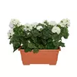 PELARGONIA Parvekeruukussa valk - Tekokasvit ja muovikukat - 6410416319896 - 1
