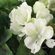 PELARGONIA Parvekeruukussa valk - Tekokasvit ja muovikukat - 6410416319896 - 2