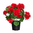 Pelargonia ruukussa punainen - Tekokasvit ja muovikukat - 6410416529806 - 1