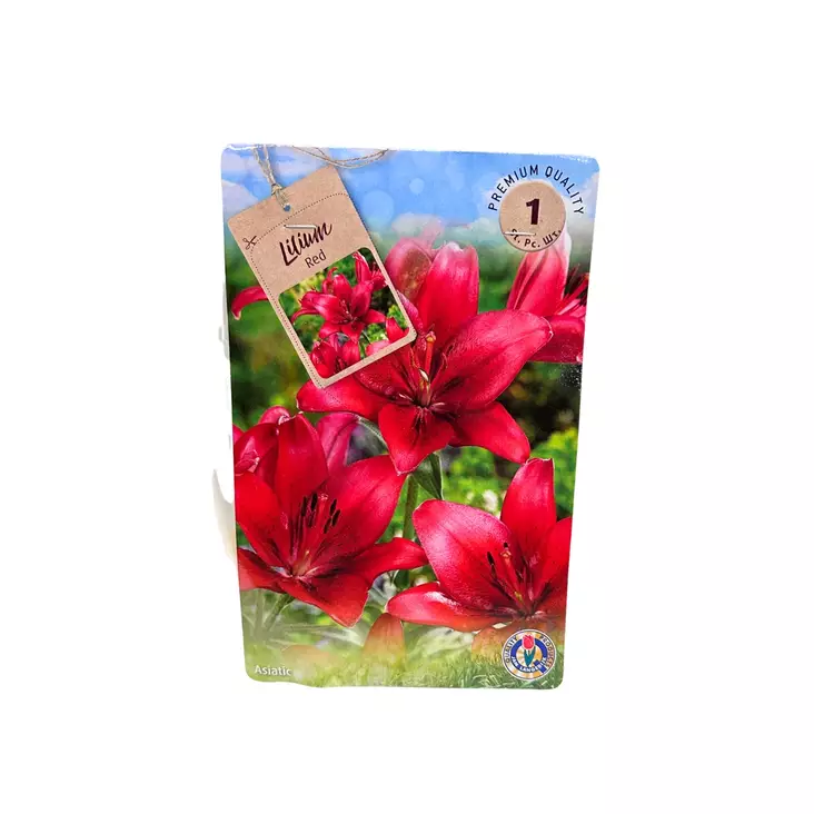 Lilja kukkasipuli 1 kpl Lilium Red - Kukkasipulit ja istukkaat - 8710186700176 - 1