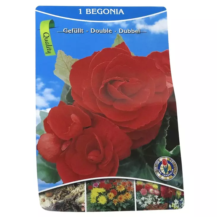 Kukkasipuli tarjous - Kukkasipulit ja istukkaat - 8710186671056 - 1