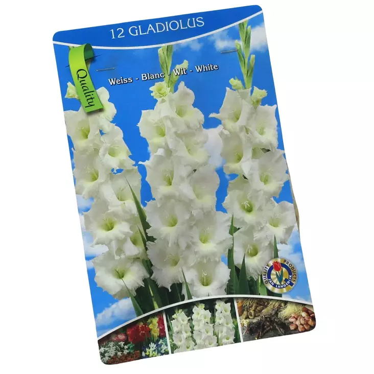 Gladiolus 12 kpl White - Kukkasipulit ja istukkaat - 8710186671186 - 1