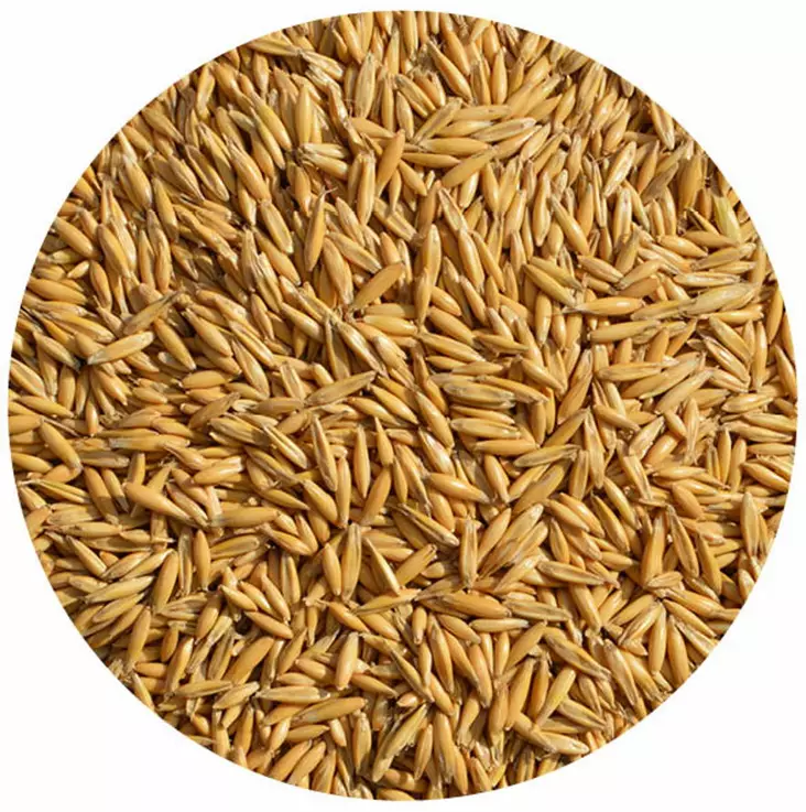 Kuorittu kaura 5kg - Lintujen talviruokinta, siemenet & talit - 6420614080016 - 1