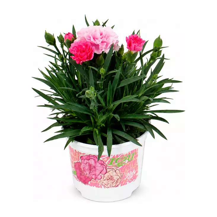 Neilikka I love you - Kukat ja kasvit - 686 - 1