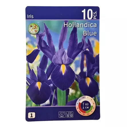 Iiris kukkasipuli 10 kpl Iris Hollandica Blue - Kukkasipulit ja istukkaat - 8710186671247 - 2
