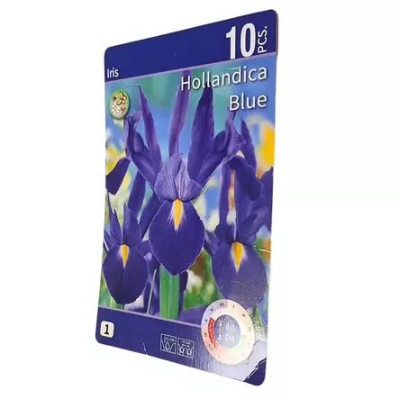 Iiris kukkasipuli 10 kpl Iris Hollandica Blue - Kukkasipulit ja istukkaat - 8710186671247 - 1