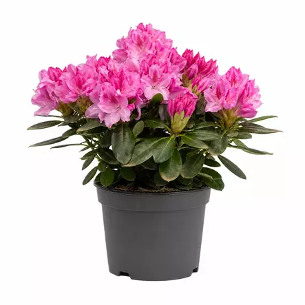 Alppiruusu 21 cm - Kukat ja kasvit - 839877 - 1