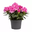 Alppiruusu 21 cm - Kukat ja kasvit - 839877 - 1