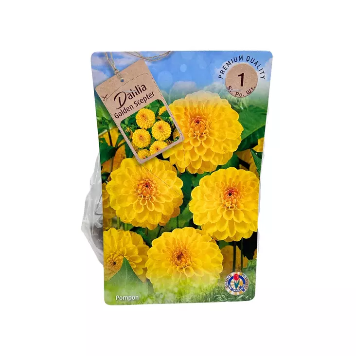 Daalia mukula 1 kpl Dahlia Golden Scepter - Kukkasipulit ja istukkaat - 839747 - 1