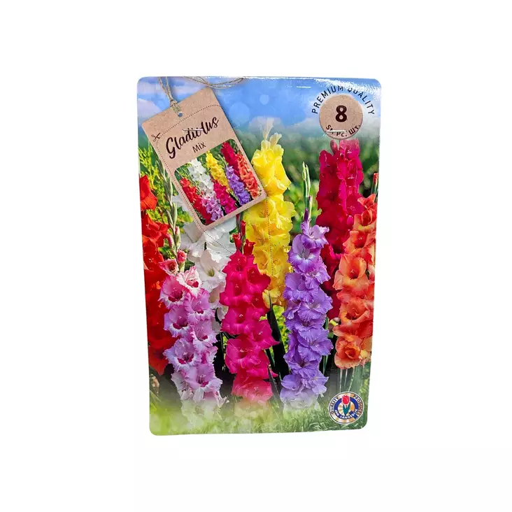 Miekkalilja mukula 8 kpl Gladiolus Mix - Kukkasipulit ja istukkaat - 8710186700107 - 1