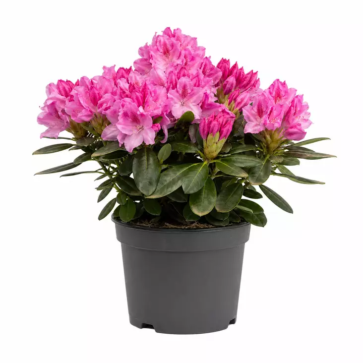 Alppiruusu 21 cm - Kukat ja kasvit - 839877 - 1