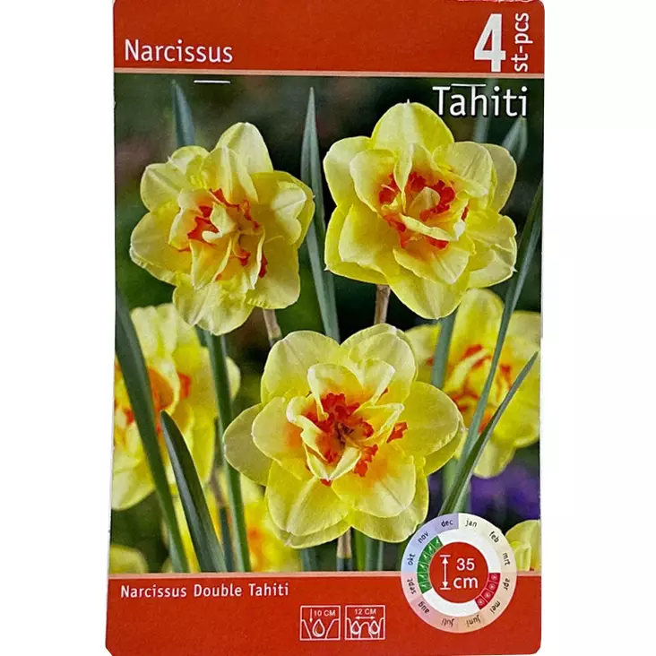 Narcissus double tahiti 4kpl - Kukkasipulit ja istukkaat - 8710186619737 - 1